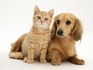 Kitty and Doggy