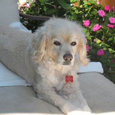 Toby
